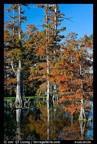 Bald cypress in fall color. Louisiana, USA (color)