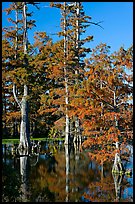 Bald cypress in fall color. Louisiana, USA (color)
