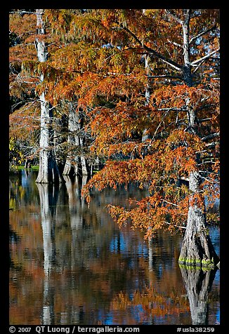 Bald cypress with needles in fall color. Louisiana, USA