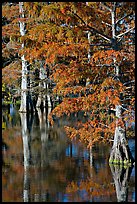 Bald cypress with needles in fall color. Louisiana, USA