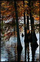 Pond and backlit cypress leaves in autumn color. Louisiana, USA (color)