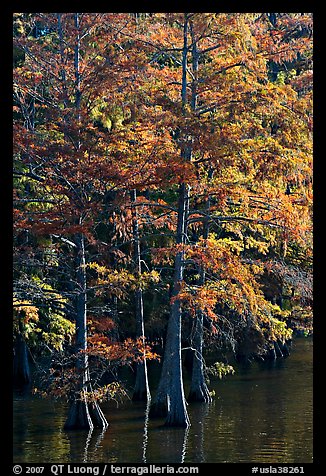 Cypress with needles in fall color. Louisiana, USA (color)