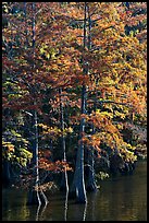 Cypress with needles in fall color. Louisiana, USA