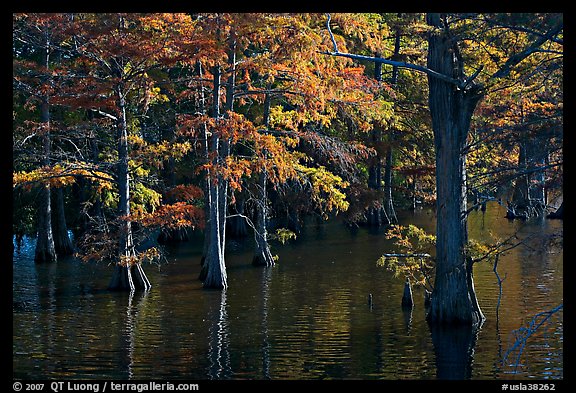 Swamp and cypress with needles in fall color. Louisiana, USA (color)