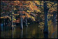 Swamp and cypress with needles in fall color. Louisiana, USA ( color)