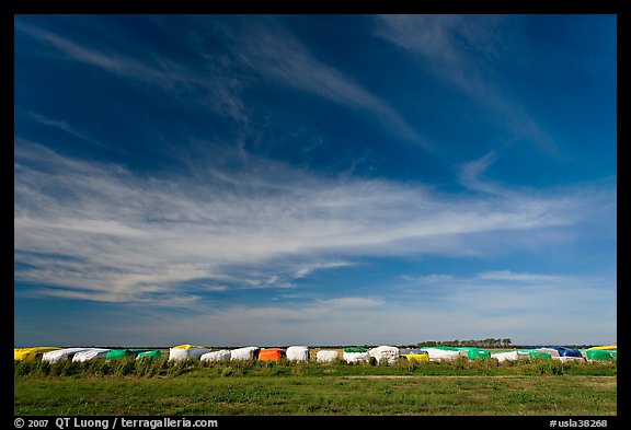 Cotton modules covered by tarps. Louisiana, USA (color)