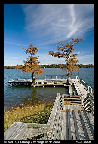 Deck and bald cypress on Lake Providence. Louisiana, USA