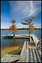 Deck and bald cypress on Lake Providence. Louisiana, USA