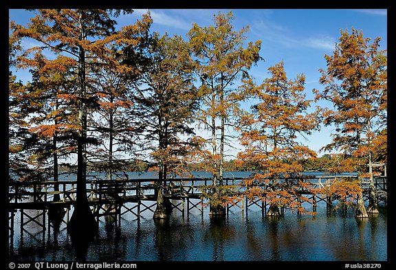 Boardwalk and bald cypress on Lake Providence. Louisiana, USA (color)