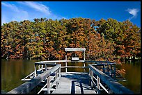 Boardwalk and cypress,  Lake Providence. Louisiana, USA ( color)