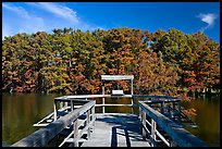 Boardwalk and cypress,  Lake Providence. Louisiana, USA