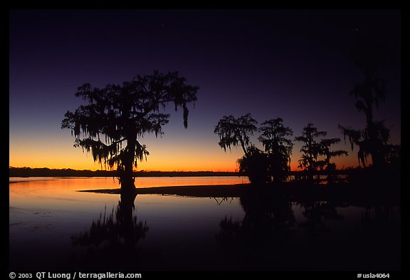 Bald Cypress at sunset on Lake Martin. Louisiana, USA