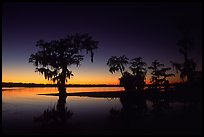 Bald Cypress at sunset on Lake Martin. Louisiana, USA