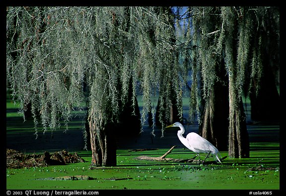 Great Egret and cypress covered with spanish moss, Lake Martin. Louisiana, USA (color)