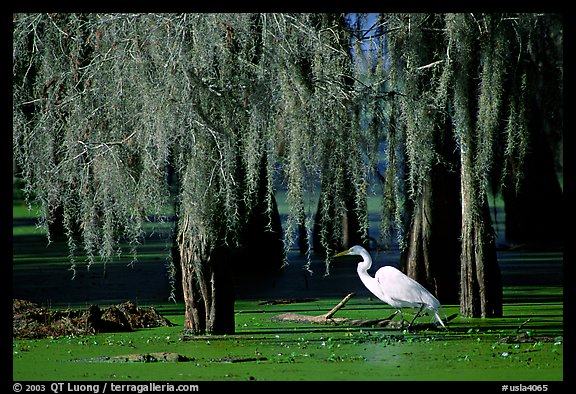 Great Egret and cypress covered with spanish moss, Lake Martin. Louisiana, USA