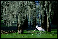 Great Egret and cypress covered with spanish moss, Lake Martin. Louisiana, USA (color)