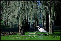 Great Egret and cypress covered with spanish moss, Lake Martin. Louisiana, USA (color)