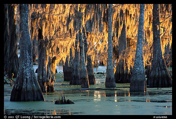 Bald Cypress covered with spanish moss, Lake Martin. Louisiana, USA