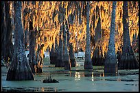 Bald Cypress covered with spanish moss, Lake Martin. Louisiana, USA (color)