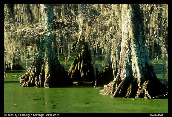 Bald Cypress growing out of the green waters of the swamp, Lake Martin. Louisiana, USA (color)