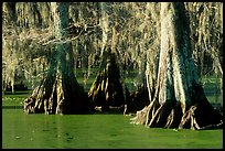 Bald Cypress growing out of the green waters of the swamp, Lake Martin. Louisiana, USA (color)