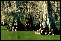 Bald Cypress growing out of the green waters of the swamp, Lake Martin. Louisiana, USA