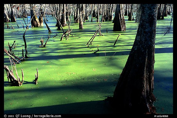 Bald Cypress growing out of the green waters of the swamp, Lake Martin. Louisiana, USA
