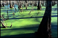 Bald Cypress growing out of the green waters of the swamp, Lake Martin. Louisiana, USA