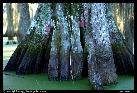 Bald Cypress trunks, Lake Martin. Louisiana, USA (color)
