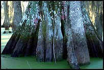 Bald Cypress trunks, Lake Martin. Louisiana, USA