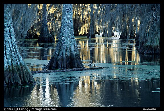 Bald Cypress and reflections, Lake Martin. Louisiana, USA (color)