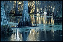 Bald Cypress and reflections, Lake Martin. Louisiana, USA (color)
