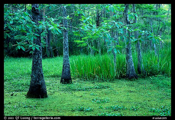 Bald cypress and swamp in spring, Barataria Preserve, Jacques Laffite Park. New Orleans, Louisiana, USA (color)