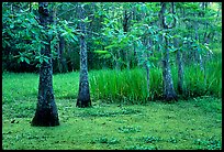Bald cypress and swamp in spring, Barataria Preserve, Jacques Laffite Park. New Orleans, Louisiana, USA ( color)