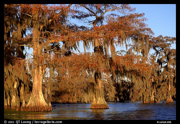 Bald cypress, late afternoon, Lake Martin. Louisiana, USA (color)