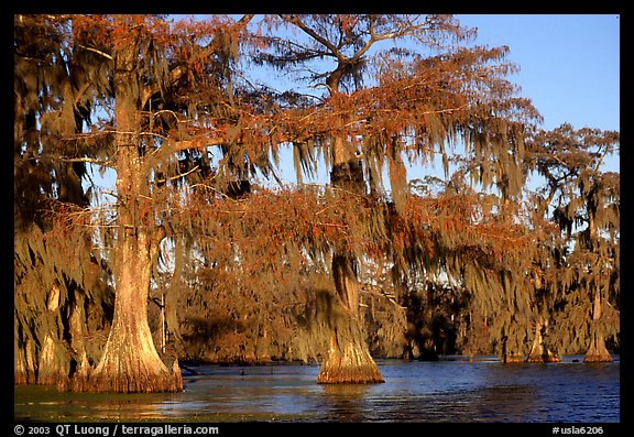 Bald cypress, late afternoon, Lake Martin. Louisiana, USA