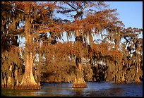 Bald cypress, late afternoon, Lake Martin. Louisiana, USA (color)