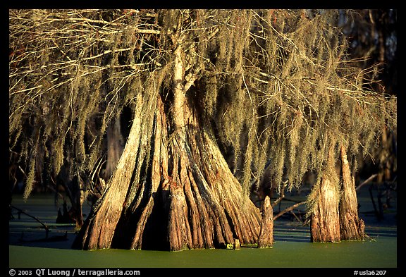 Big bald cypress tress, Lake Martin. Louisiana, USA