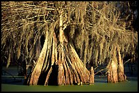 Big bald cypress tress, Lake Martin. Louisiana, USA ( color)