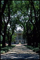 Tree alley leading to a Plantation house. Louisiana, USA (color)