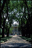 Tree alley leading to a Plantation house. Louisiana, USA