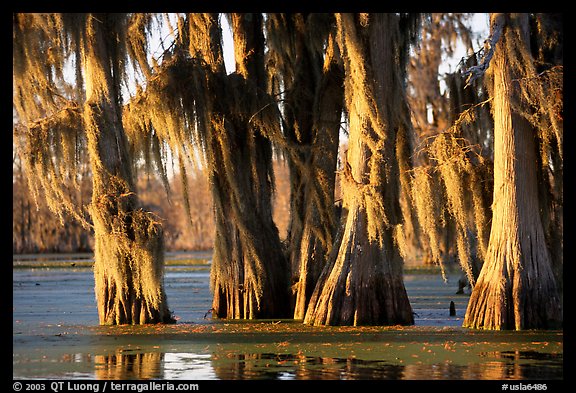 Trees covered by Spanish Moss at sunset, Lake Martin. Louisiana, USA