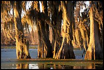 Trees covered by Spanish Moss at sunset, Lake Martin. Louisiana, USA (color)