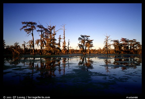 Bald cypress reflected in water. Louisiana, USA (color)