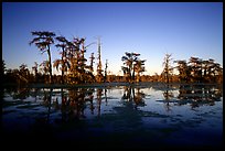 Bald cypress reflected in water. Louisiana, USA (color)