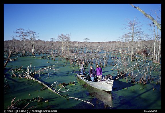 Touring the swamp, Lake Martin. Louisiana, USA (color)