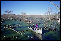 Touring the swamp, Lake Martin. Louisiana, USA