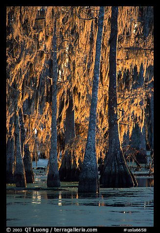 Bald cypress trees covered with Spanish mosst, Lake Martin. Louisiana, USA (color)