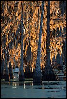 Bald cypress trees covered with Spanish mosst, Lake Martin. Louisiana, USA