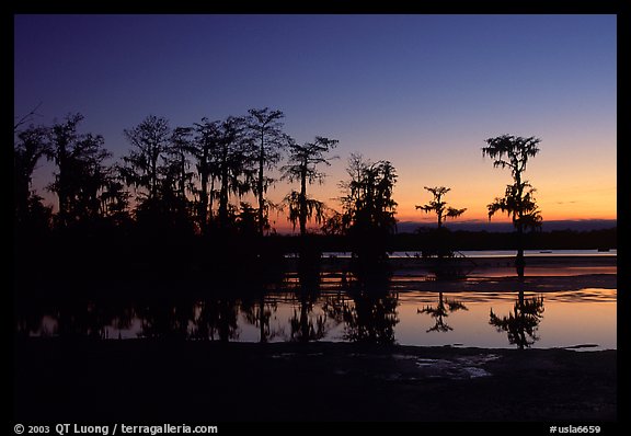 Cypress trees reflected in a pond, Lake Martin. Louisiana, USA